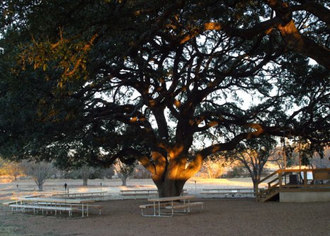 Forrás: http://alberttexas.com 